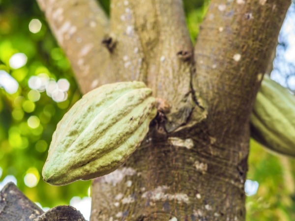Cacao Pods in the Dominican Republic