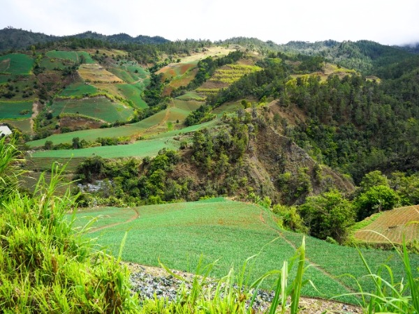 Onion Fields in Constanza